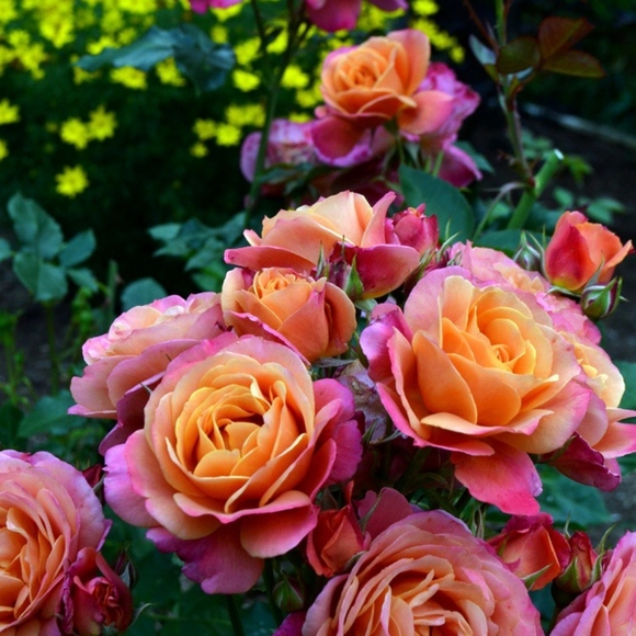 Meet your Posher, Dawn - Picture 2 of 3